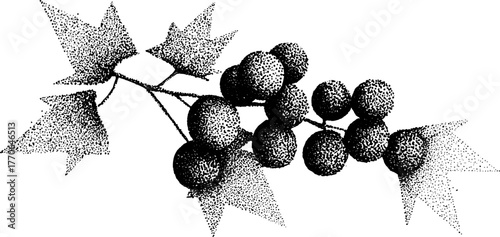Black and white grapes composition with leaves for artistic design