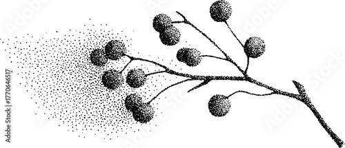 Monochrome rowan berry cluster art with stipple effect for decorative design