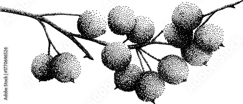 Black and white rowan berries illustration for botanical design and vintage decor