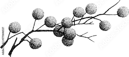 Black and white cluster of rowan berries illustration for vintage design