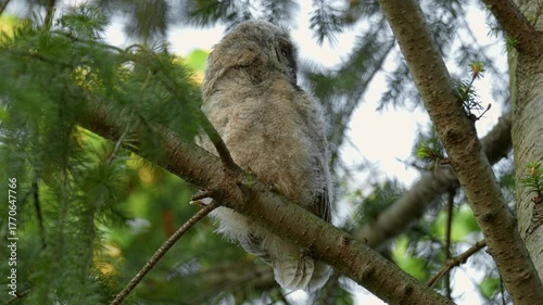 Cute playful owlet in a pine forest. Close up clip of a young long eared young owl baby.