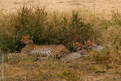 Serengeti National Park, Tanzania: A Cheetah Mother Rests with Her Three Cubs in the African Savannah