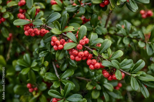 red berries on a bush