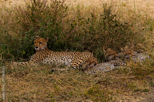 Serengeti National Park, Tanzania: Cheetah Mother and Cubs Resting in the Savannah