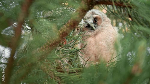A cute owlet in a nest in a pine forest. 60fps close up clip of a young long eared baby owl. 120fps 4k.