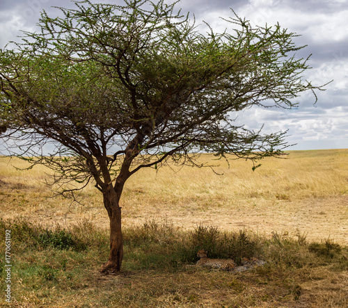Serengeti National Park, Tanzania: Cheetah Mother and Cubs Resting in the Shade of an Acacia Tree
