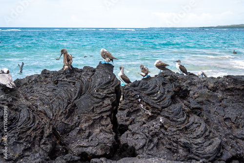 Fototapet Blue-footed booby birds on lava rocks at Isabela Island, Galapagos, Ecuador