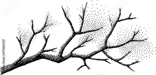 Snow-covered twig in frosty black and white illustration for winter design