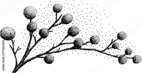 Black and white juniper sprig with berries illustration - botanical art for design