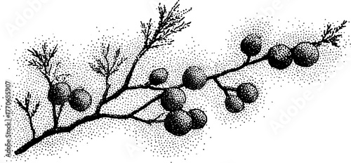 Black and white juniper sprig with berries for vintage botanical design