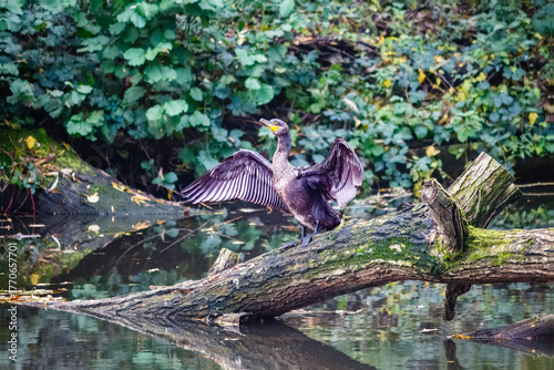 A black cormorant standing on a trunk in Gobions Lake, Hertfordshire