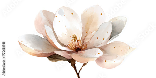 Delicate watercolor painting of a single blooming magnolia flower with soft pastel colors on a white background