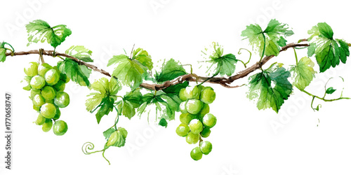 Fresh green grapes hanging from a vine with leaves against a white background