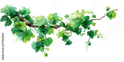 Vibrant green grapevine leaves and branches arching gracefully against a bright white background