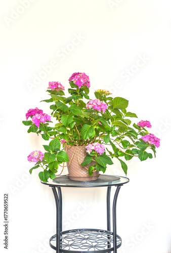 Blooming purple hydrangea in pot on a beautiful table and white background; vertical picture