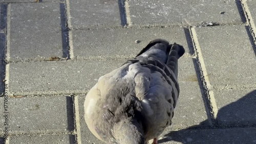 Close Up Pigeon Pecking Grey Pavement Texture