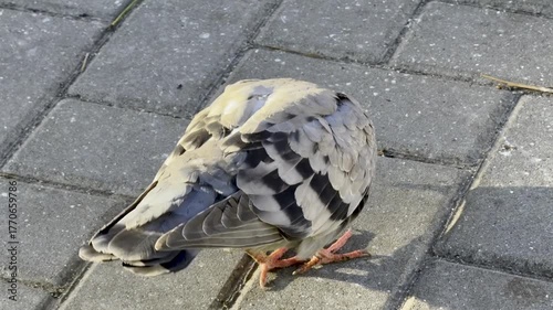 Close Up Pigeon Foraging Grey Pavement Sunlight