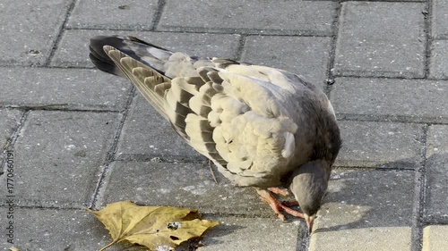 Close Up Pigeon Standing Pavement Autumn Leaf