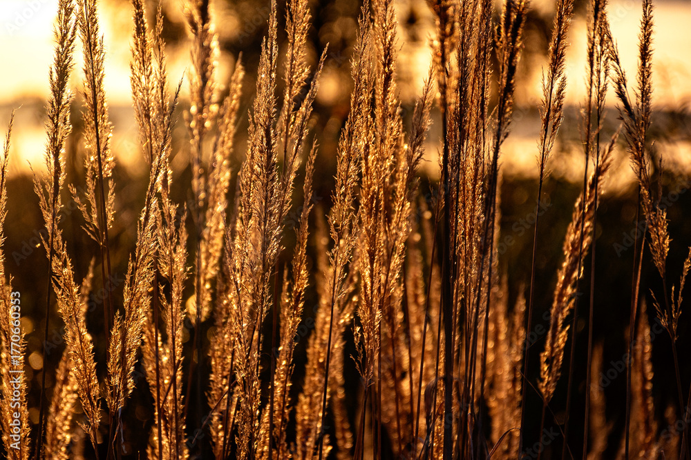 Obraz premium autumn plant silhouettes against the sunset sky on the shore of the lake, Burtnieki Lake in the evening light