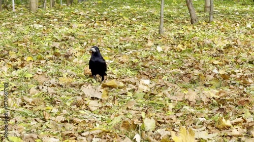 Black Rook Foraging Autumn Fallen Leaves Ground