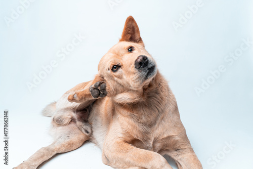 A cute brown mixed-breed dog scratches its itchy ear with its paw. Isolated on a white background. Concept for pet health, allergies, fleas, or veterinary care.
