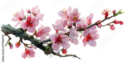  pink cherry blossom branch artful arrangement delicate soft petals nature bloom spring floral beauty