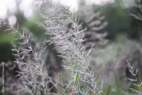Agrostis gigantea plants. Grassy field. A calm moment of countryside freshness.