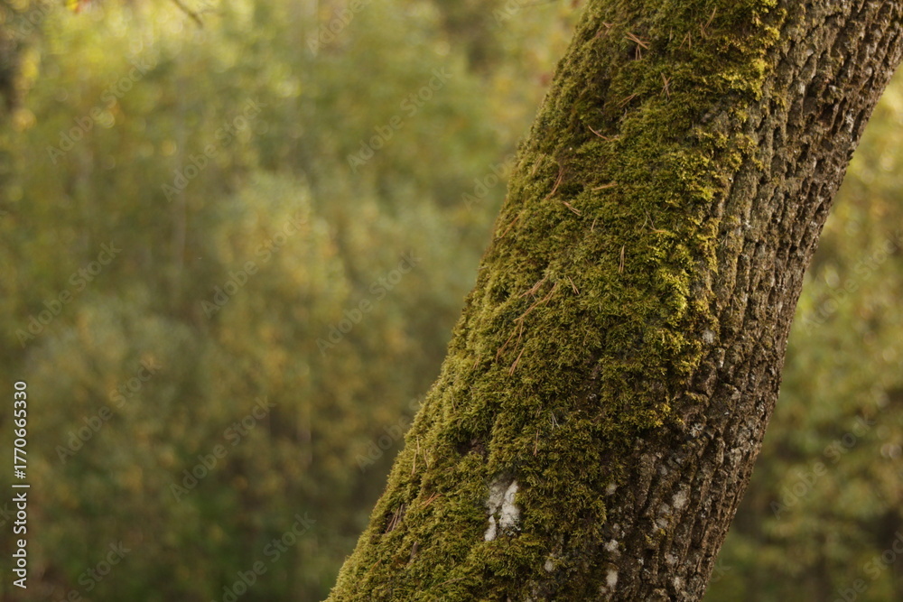 Obraz premium moss on tree, space for text , blurred forest 