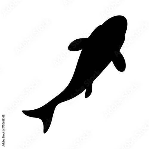 Detailed silhouette of a beluga whale swimming isolated on a white background