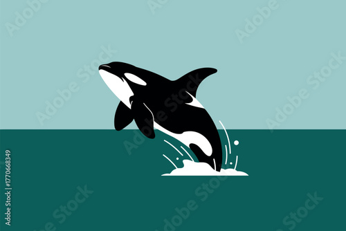 Orca whale leaps dramatically from the ocean water in a powerful display of nature's majesty.