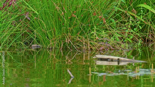 Green reeds growing along calm water with gentle reflections and soft natural light.