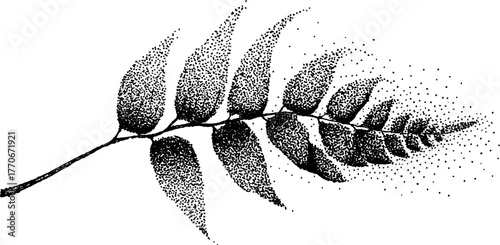 Black and white dried fern leaf with curled edge - vintage nature art for decoration