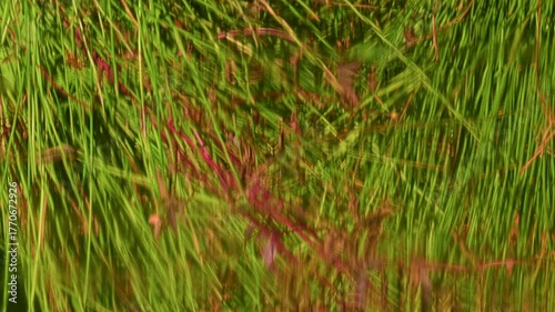 Water plants reflected on a calm surface, abstract natural mirror composition, soft lighting, peaceful mood.