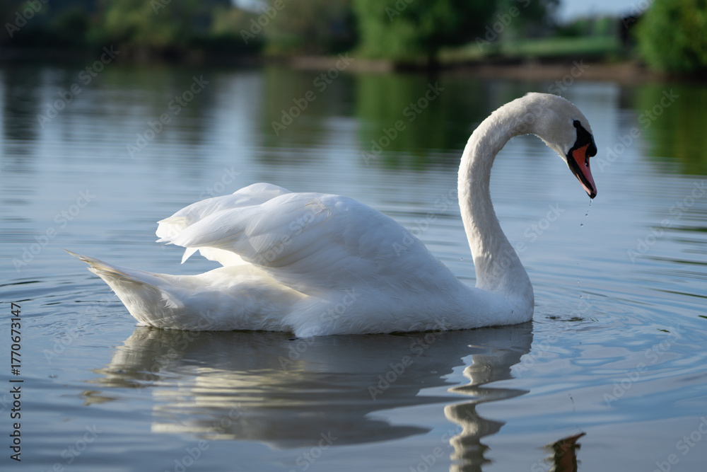 Fototapeta premium swan on the lake