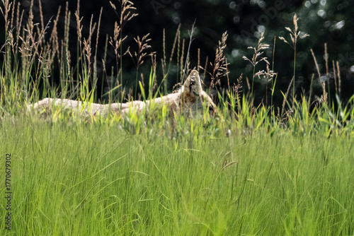 A coyote moves stealthily through tall, green grass in a natural setting. Waterton Lakes National Park of Canada, Alberta, Canada