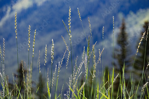 Tall grasses sway gently against a blurred backdrop of evergreen trees and distant mountains. Waterton Lakes National Park, Alberta, Canada