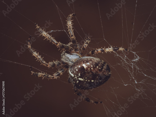 фотографія A close-up of a Garden Cross Spider on it's web, waiting for prey