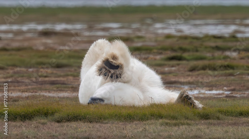 Polar bear lying on its back with paws in the air on a grassy tundra landscape. Hudson Bay, Churchill, Manitoba, Canada