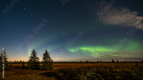 Northern lights illuminate the night sky with green hues above a forested landscape. Hudson Bay, Churchill, Manitoba, Canada