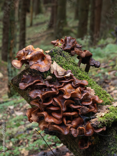 Brown bracket polypore fungi growing on a mossy tree stump
