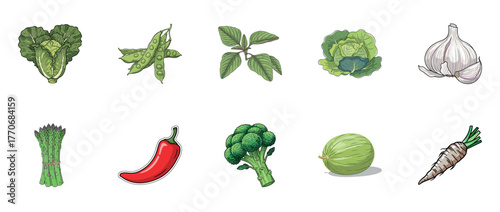 Illustrated fresh vegetables collection: broccoli, asparagus, garlic, pepper, cabbage, melon, basil, peas, carrot