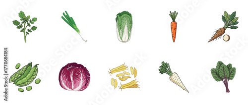 Illustrated collection of fresh vegetables including carrot, cabbage, and peas on white background