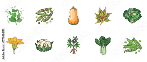 Assorted vegetables: pumpkin, peas, cauliflower, bok choy, herb collection