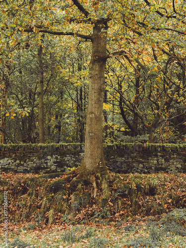 An Autumnal tree with exposed roots in front of a moss covered drystone wall