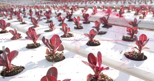 Displaying red lettuce seedlings growing in white hydroponic tray at greenhouse, with nutrient film