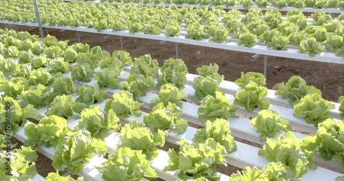 Growing green lettuce heads inside greenhouse in white PVC troughs, with metal racks and soil bed