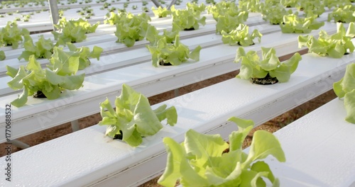 Growing light green lettuce head in greenhouse hydroponic channels, with dew highlighting supports