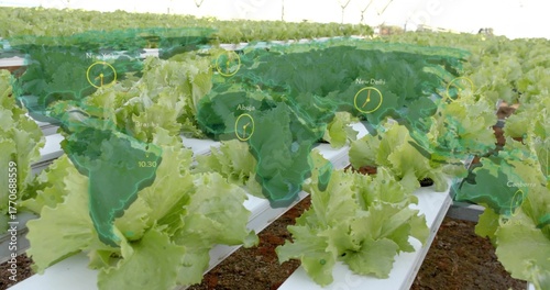 Displaying row of hydroponic lettuce growing in greenhouse troughs, with netting, world map overlay