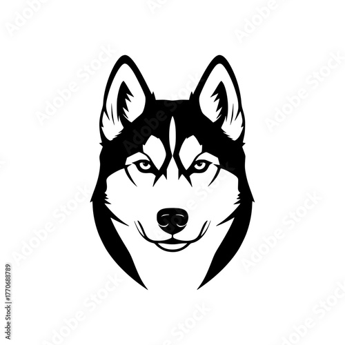 Striking black and white husky dog portrait illustration