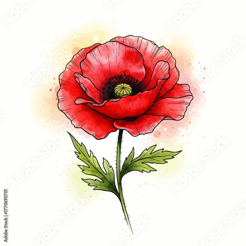 A vibrant watercolor illustration of a single, blooming red poppy flower with green leaves.